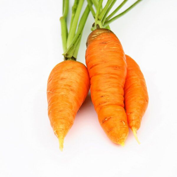 9688-carrot 9688-carrot