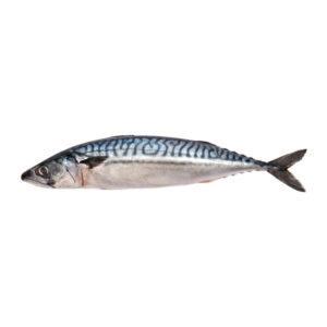 mackerel-big