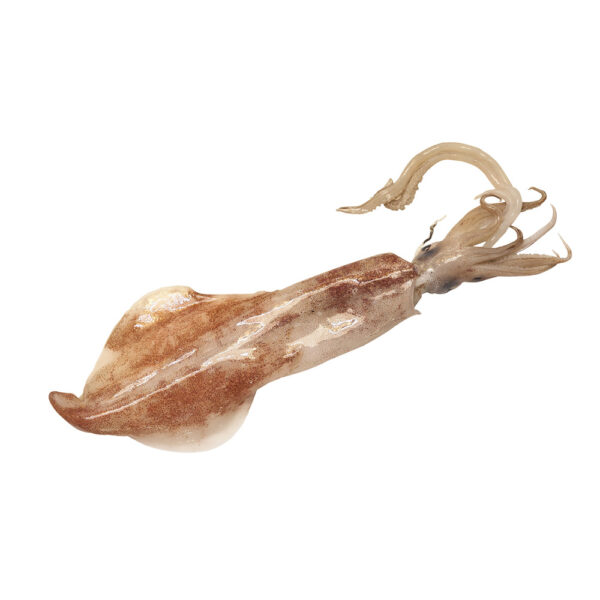 squid squid